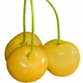 گیلاس زرد Yellow Cherry